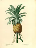 Ананас (Ananas). Ботаническая иллюстрация
