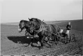 Вспашка посевов кукурузы. 1940