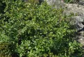 Берёза овальнолистная (Betula ovalifolia)