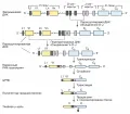 Схема перегруппировки генов и биосинтеза μ-цепи иммуноглобулина