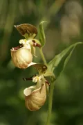Венерин башмачок Ятабе (Cypripedium yatabeanum). Цветок