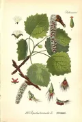 Осина (Populus tremula). Ботаническая иллюстрация