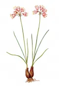 Лук гунибский (Allium gunibicum) 