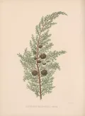 Кипарис крупноплодный (Cupressus macrocarpa). Ботаническая иллюстрация