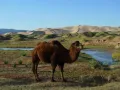 Бактриан (Camelus bactrianus)