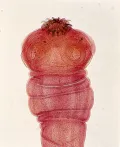 Свиной солитёр (Taenia solium)