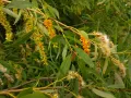 Ива трёхтычинковая (Salix triandra). Плодоношение