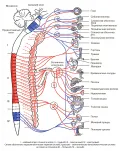 Схема строения и связей вегетативной нервной системы человека