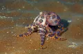 Большой синекольчатый осьминог (Hapalochlaena lunulata)