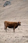 Кавказская бурая порода крупного рогатого скота