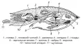 Схема строения головоногого моллюска