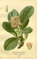Бадан толстолистный (Bergenia crassifolia). Ботаническая иллюстрация