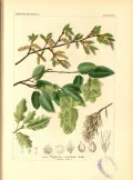 Граб восточный (Carpinus orientalis). Ботаническая иллюстрация