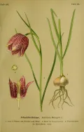 Рябчик шахматный (Fritillaria meleagris). Ботаническая иллюстрация 