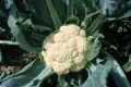 Капуста цветная (Brassica oleracea var. botrytis)