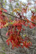 Клён красный (Acer rubrum). Крылатки