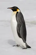Императорский пингвин (Aptenodytes forsteri)