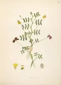 Нептуния огородная (Neptunia оleracea). Ботаническая иллюстрация
