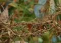 Корни томата, повреждённые южной галловой нематодой (Meloidogyne incognita); галлы