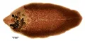 Печёночная двуустка (Fasciola hepatica)  