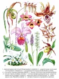 Орхидные (Orchidaceae)