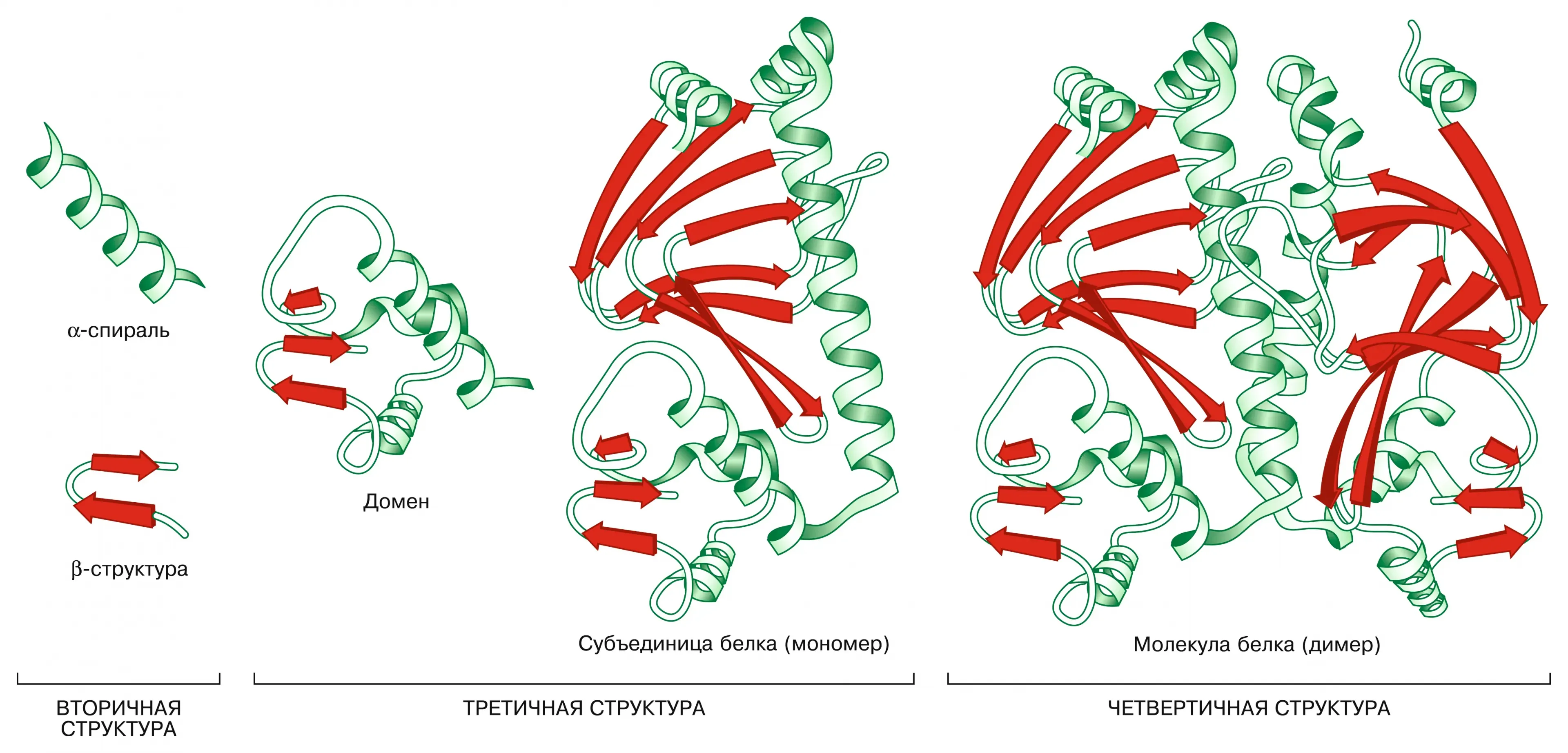 Домен доменные белки. Белок первичная структура вторичная третичная. Доменная структура белков. Структура белка схема. Пространственная организация белков.