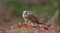 Балобан (Falco cherrug). Питание
