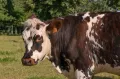 Нормандская порода крупного рогатого скота. Морда