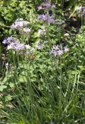 Тульбагия фиолетовая (Tulbaghia violacea) Тульбагия фиолетовая (Tulbaghia violacea)