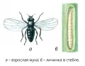 Ячменная шведская муха (Oscinella pusilla)