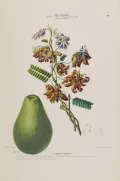 Авокадо (Persea americana). Ботаническая иллюстрация