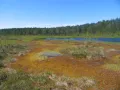Верховое болото с зарастающим озером (Ленинградская область)