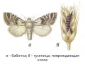 Обыкновенная зерновая совка (Apamea sordens). Фазы развития