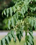 Бархат амурский (Phellodendron amurense). Ветвь с плодами