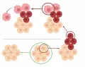 Клетки-обманщицы в процессе онкогенеза