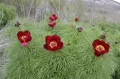 Пион тонколистный (Paeonia tenuifolia). Цветы