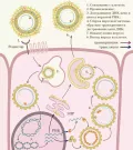 Жизненный цикл вируса гепатита B (Hepatitis B virus)