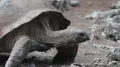 Исполинская черепаха (Aldabrachelys gigantea) в движении