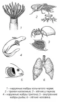 Схематичное изображение органов дыхания у животных
