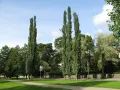 Осина (Populus tremula). Садовая форма ‘Erecta’