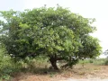 Ке­шью (Anac­ar­dium oc­ci­den­tale)