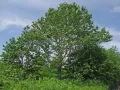 Тополь душистый (Populus suaveolens)