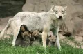 Волк (Canis lupus) с щенками