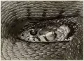 Альберт Ренгер-Патч. Голова змеи. 1927