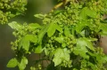 Клён полевой (Acer campestre). Соцветия