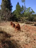 Термитники на территории ботанического сада Бразилиа