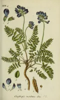 Oxytropis montana. Ботаническая иллюстрация