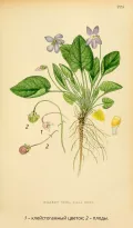 Клейстогамные цветки и образованные из них плоды у фиалки (Viola hirta)