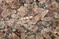 Фрагмент полированной поверхности черепахового агата (штат Вайоминг, США)