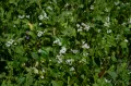 Гречиха посевная (Fagopyrum esculentum)